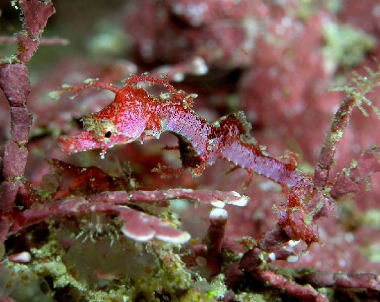 Pygmy Pipehorse